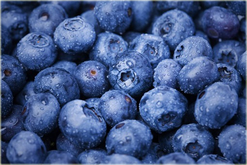 Borówka Blueberry doniczkowa