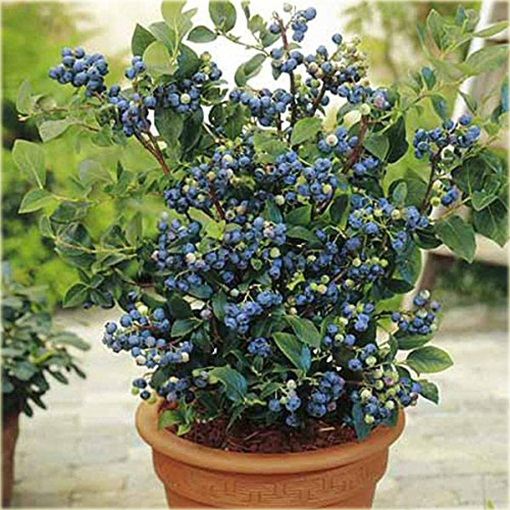 Borówka Blueberry doniczkowa