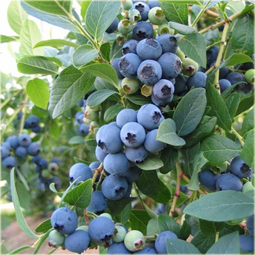 Borówka Blueberry doniczkowa