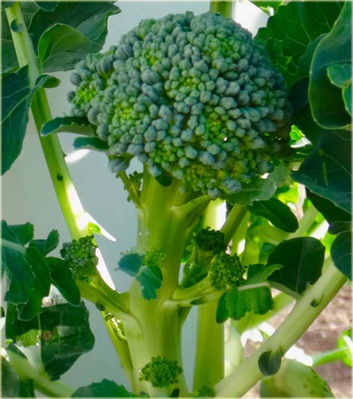 Brokuł, kapusta szparagowa jadalny