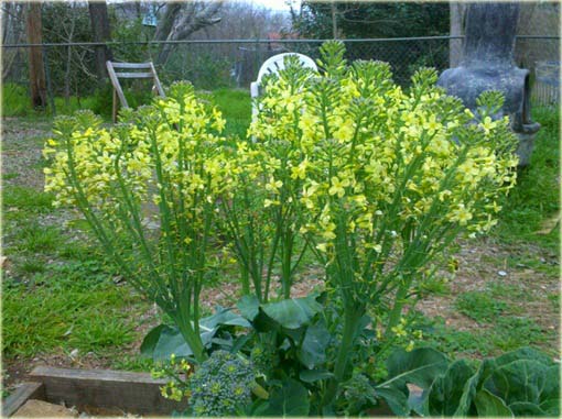 Brokuł, kapusta szparagowa jadalny
