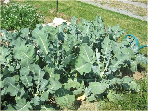 Brokuł, kapusta szparagowa jadalny