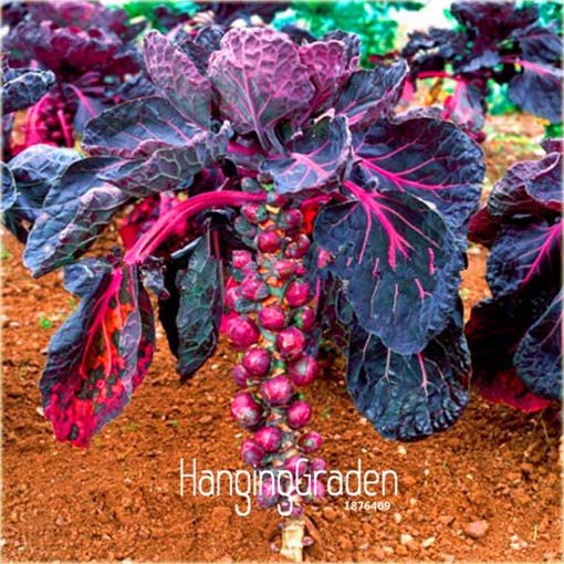 Brukselka czerwona, kapusta warzywna brukselska