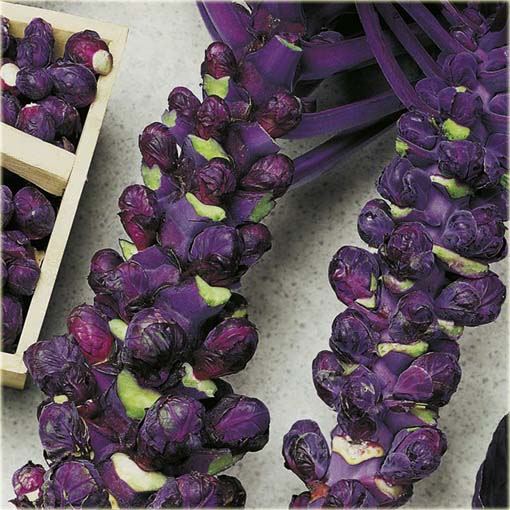 Brukselka czerwona, kapusta warzywna brukselska