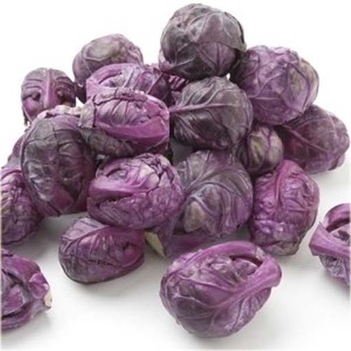 Brukselka czerwona, kapusta warzywna brukselska