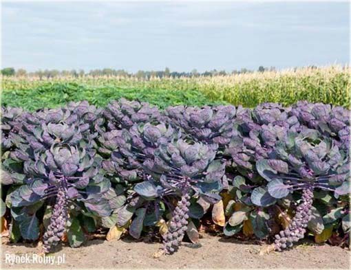 Brukselka czerwona, kapusta warzywna brukselska