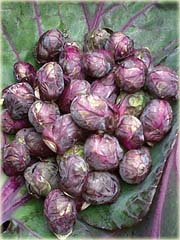 Brukselka czerwona, kapusta warzywna brukselska