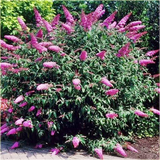 Budleja Davida różowa