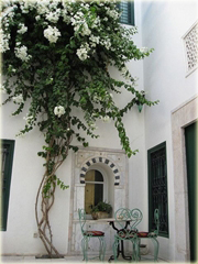 Bugenwilla biała pnącze