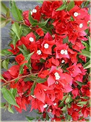 Bugenwilla czerwona pnącze