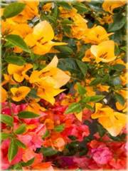 Bugenwilla czerwono-żółta pnącze