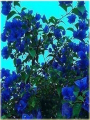 Bugenwilla niebieska pnącze