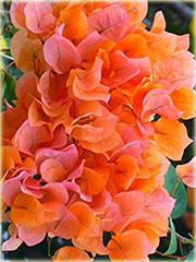 Bugenwilla pomarańczowa pnącze