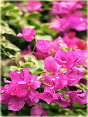 Bugenwilla różowa pnącze