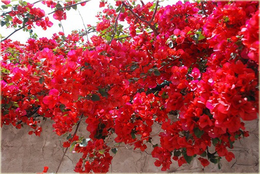 Bugenwilla Spectabilis Willd pnącze mix