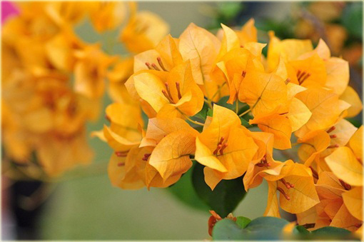 Bugenwilla Spectabilis Willd pnącze mix