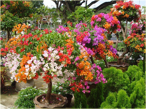 Bugenwilla Spectabilis Willd pnącze mix