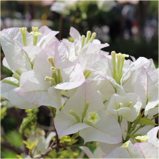 Bugenwilla Spectabilis Willd pnącze mix