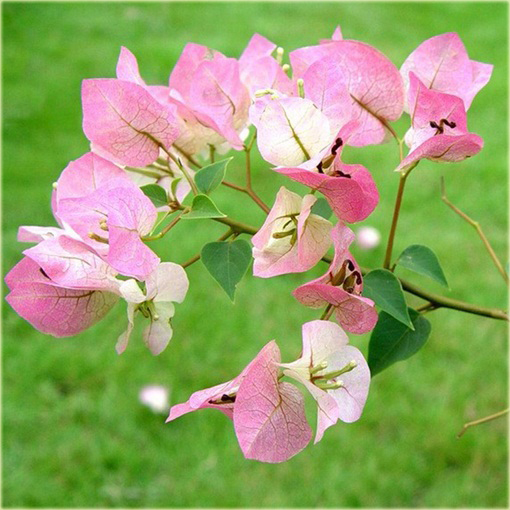 Bugenwilla Spectabilis Willd pnącze mix