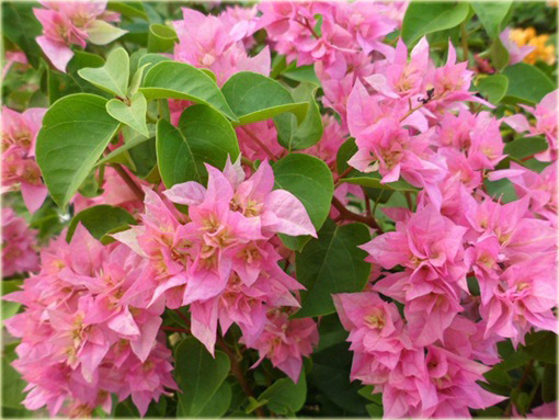 Bugenwilla Spectabilis Willd pnącze mix