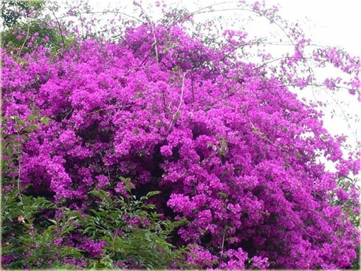 Bugenwilla Spectabilis Willd pnącze mix