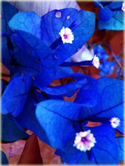 Bugenwilla Spectabilis Willd pnącze mix