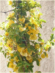 Bugenwilla żółta pnącze