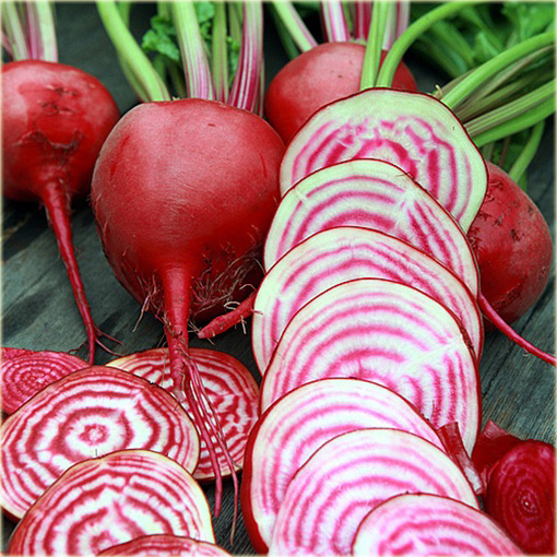 Burak czerwono-biały jadalny smaczny