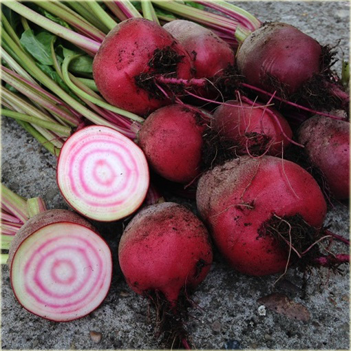 Burak czerwono-biały jadalny smaczny