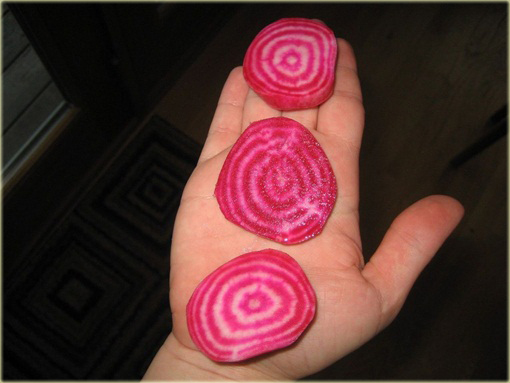 Burak czerwono-biały jadalny smaczny