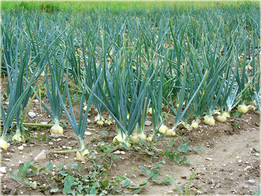 Cebula biała słodka hiszpańska bez GMO