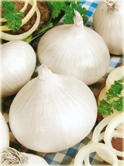 Cebula biała słodka hiszpańska bez GMO