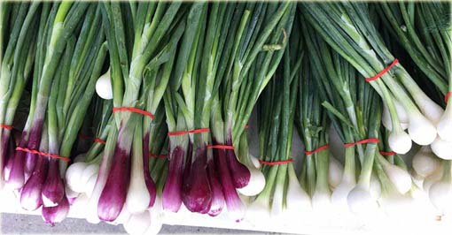 Cebula chińska długa Green Onion