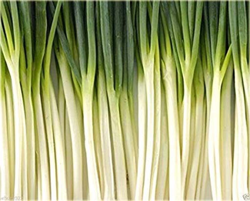 Cebula chińska długa Green Onion