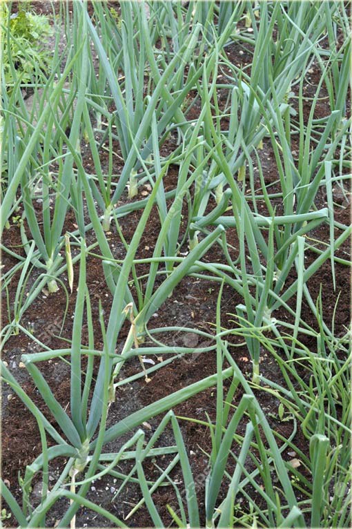 Cebula chińska długa Green Onion