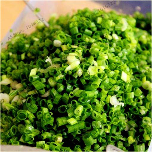 Cebula chińska długa Green Onion