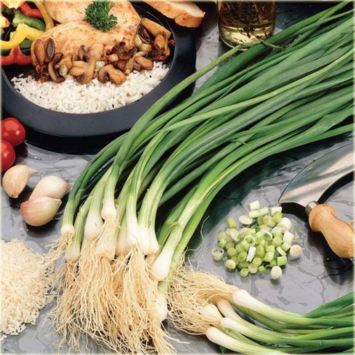 Cebula chińska długa Green Onion