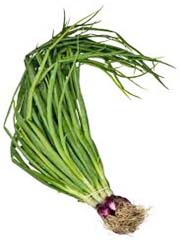 Cebula chińska długa Green Onion