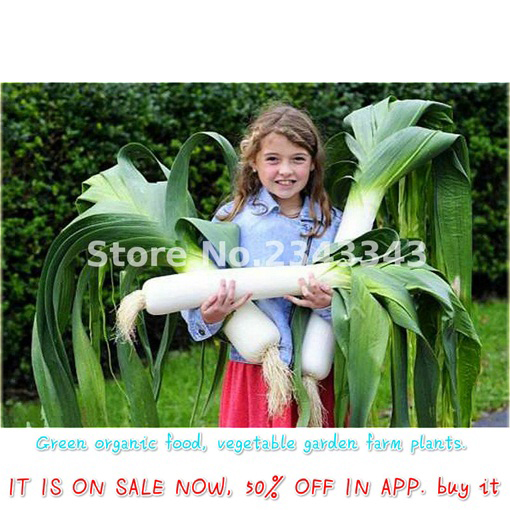 Cebula Chińska zielona gigant