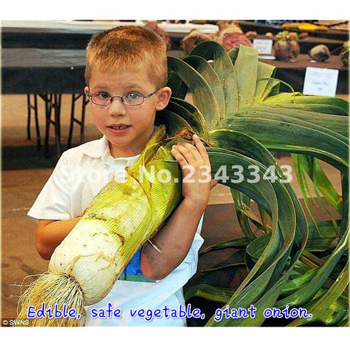 Cebula Chińska zielona gigant