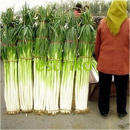 Cebula Chińska zielona gigant