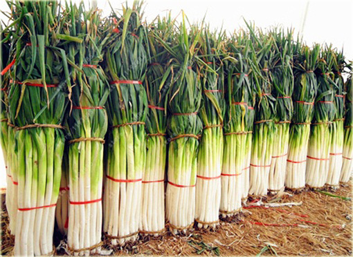 Cebula Chińska zielona gigant