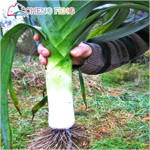 Cebula Chińska zielona gigant