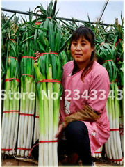 Cebula Chińska zielona gigant