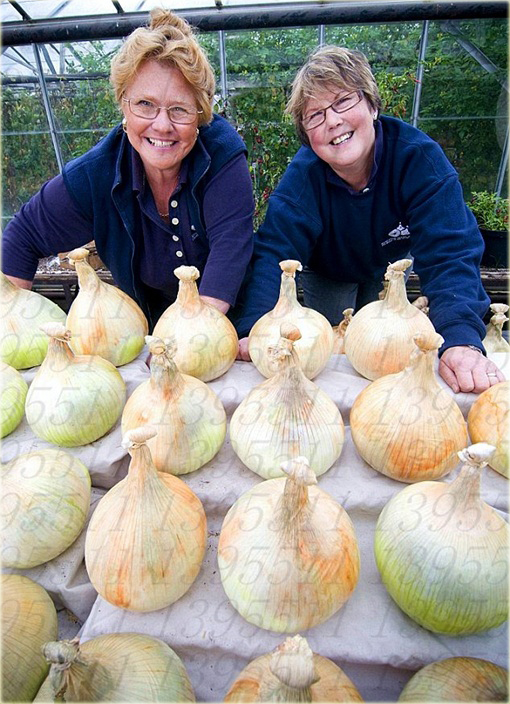 Cebula gigant bez GMO