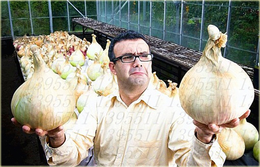 Cebula gigant bez GMO