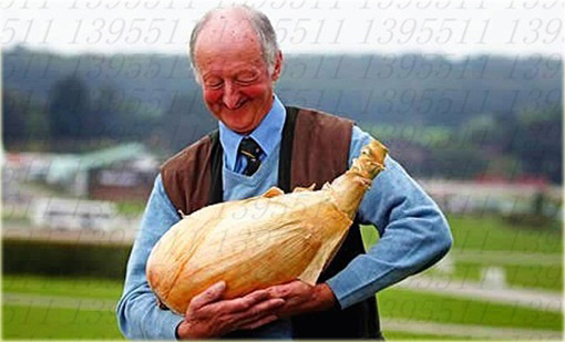 Cebula gigant bez GMO