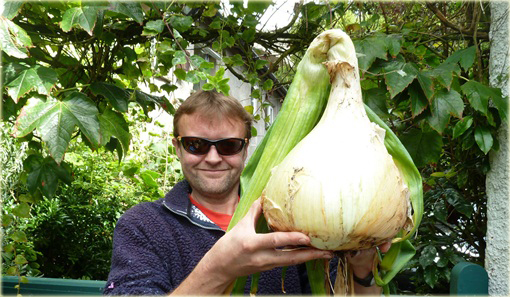 Cebula gigant bez GMO