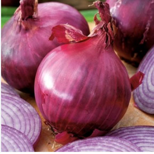 Cebulka czerwona wczesna, Allium cepa