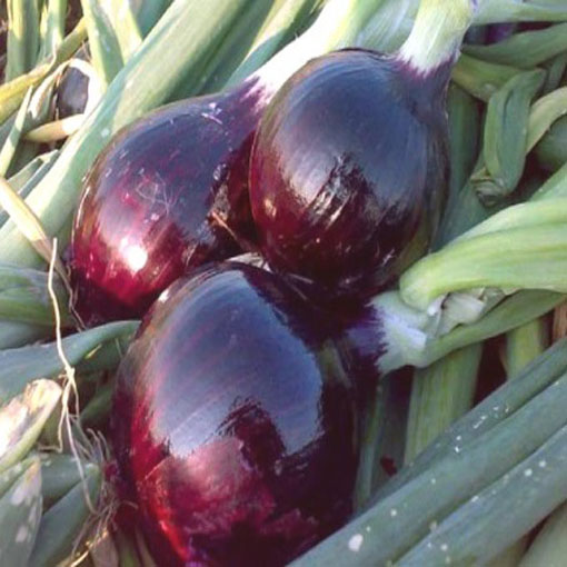 Cebulka czerwona wczesna, Allium cepa